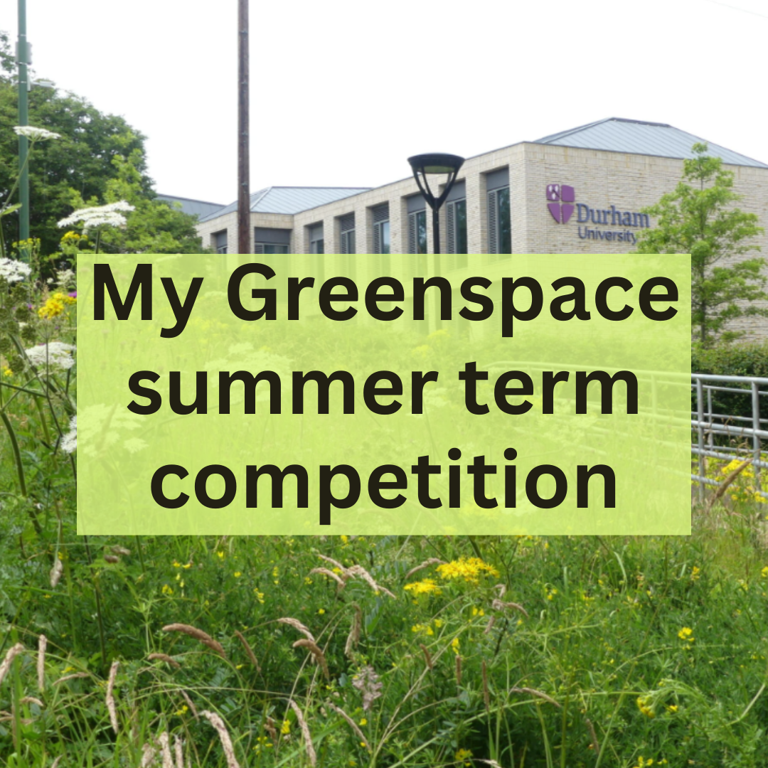 My Greenspace summer competition 2025