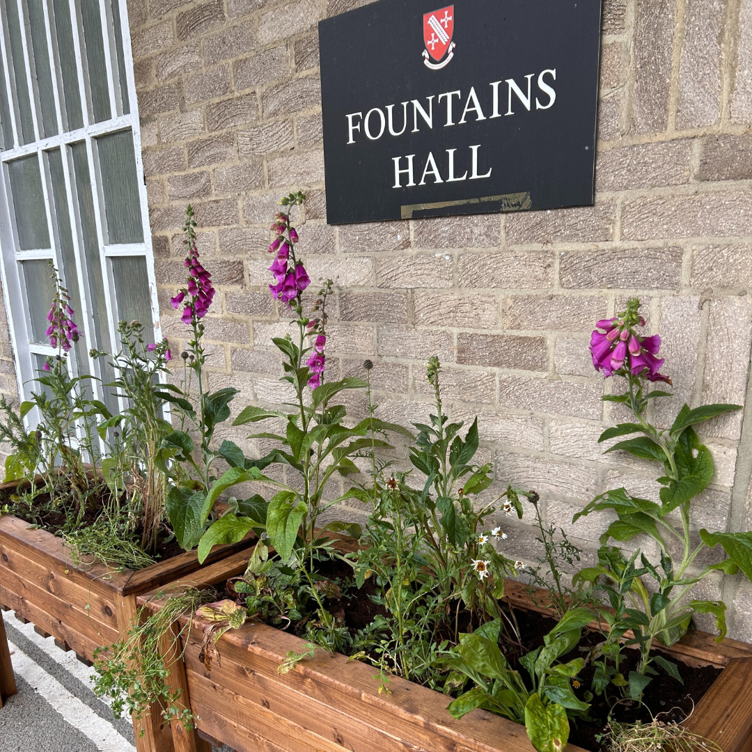 Green to Grey native wildflower planters June 2025